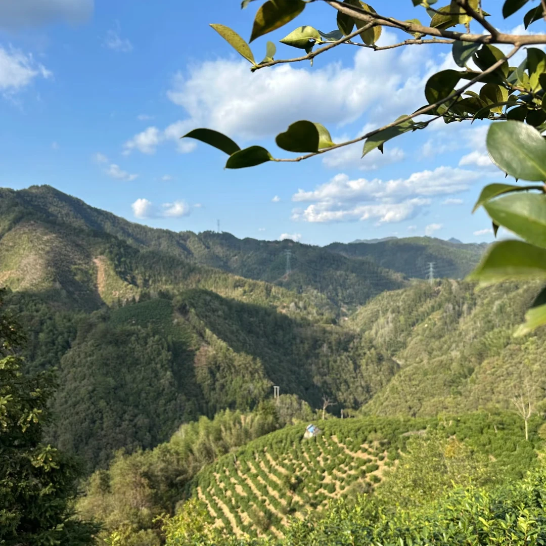 高山生态茶【复兴1号】中兴徽茶 走出黄山 重拾安徽 征服全国