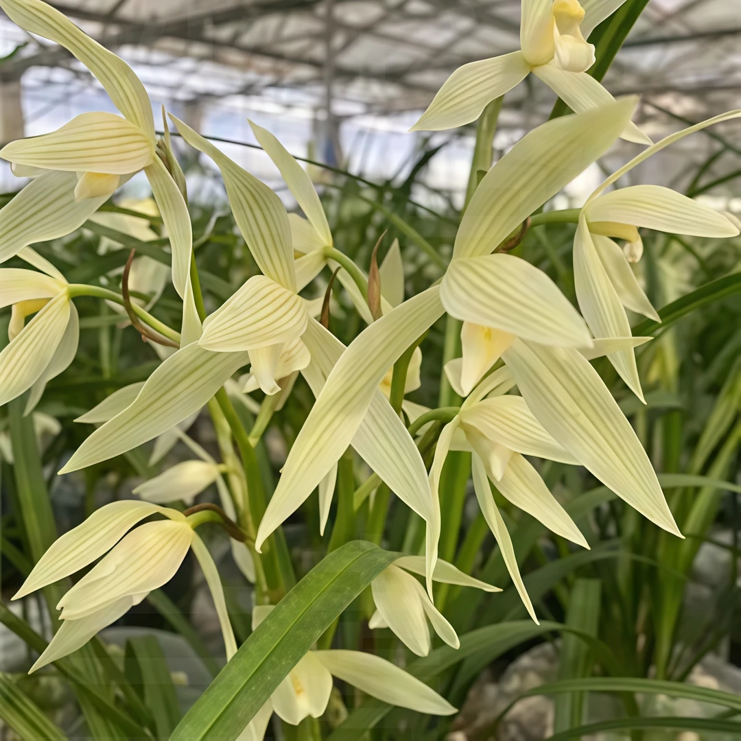【大雪素】兰花苗莲瓣兰建兰室内绿植花卉盆栽烟台客厅墨兰春兰蕙兰