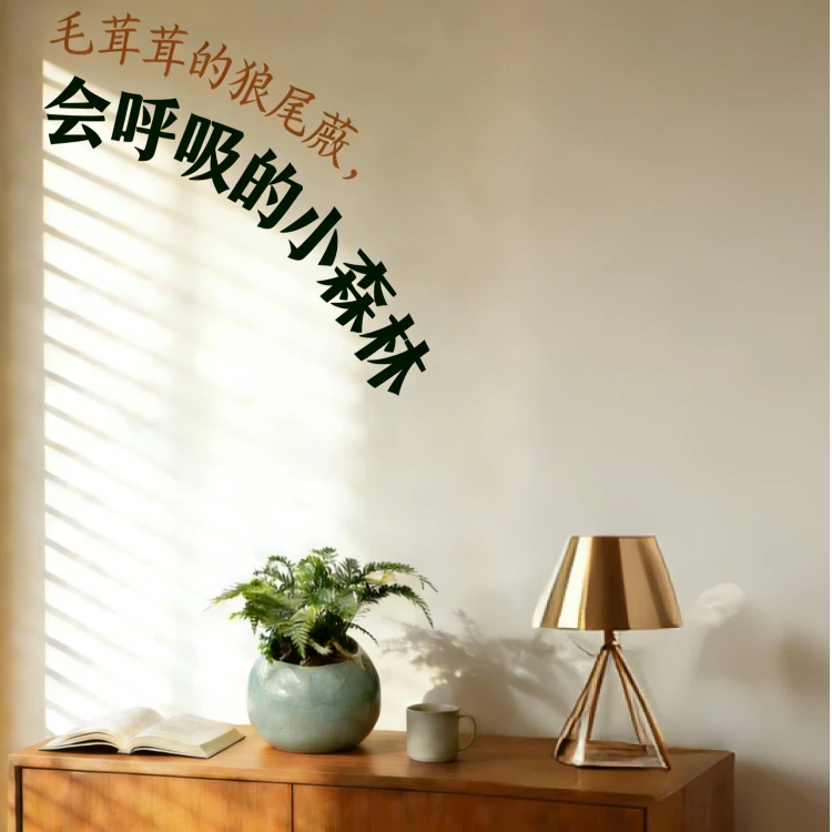 狼尾蕨网纹草绿植微景观创意迷你植物组合四季常青容易养护