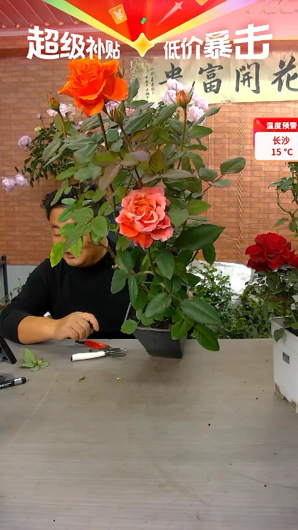当前无花朵，栽培后可花朵朝霞
