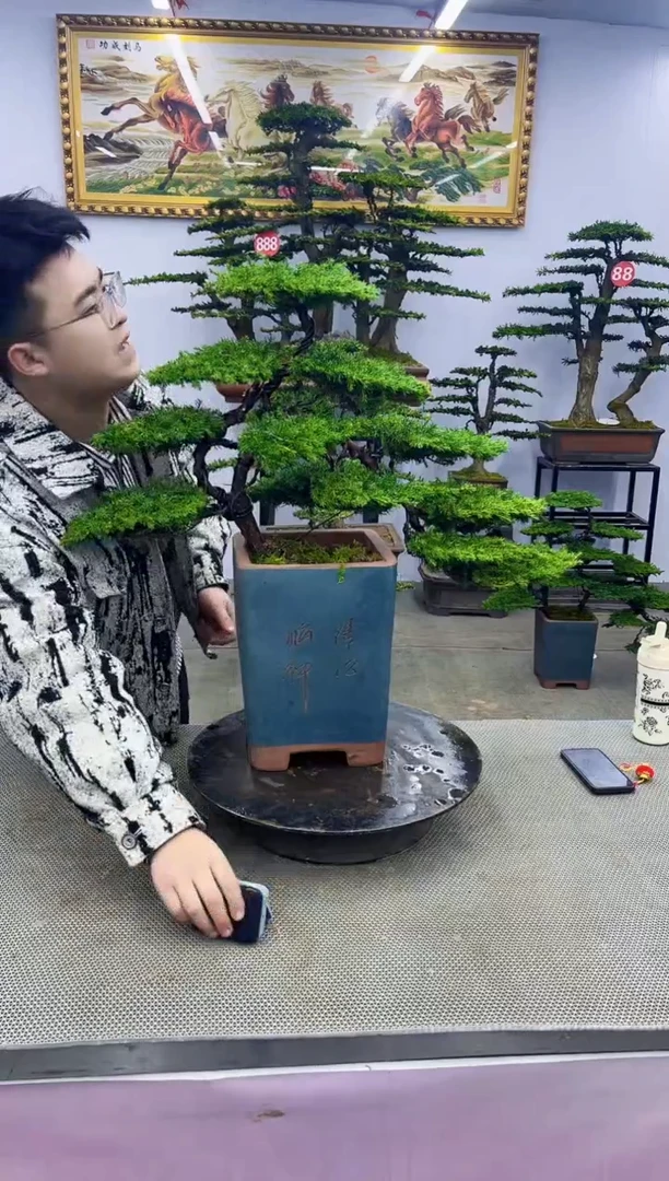 【闪购商品】八斗松/松类活物造型盆景，以直播间截图为啊啊