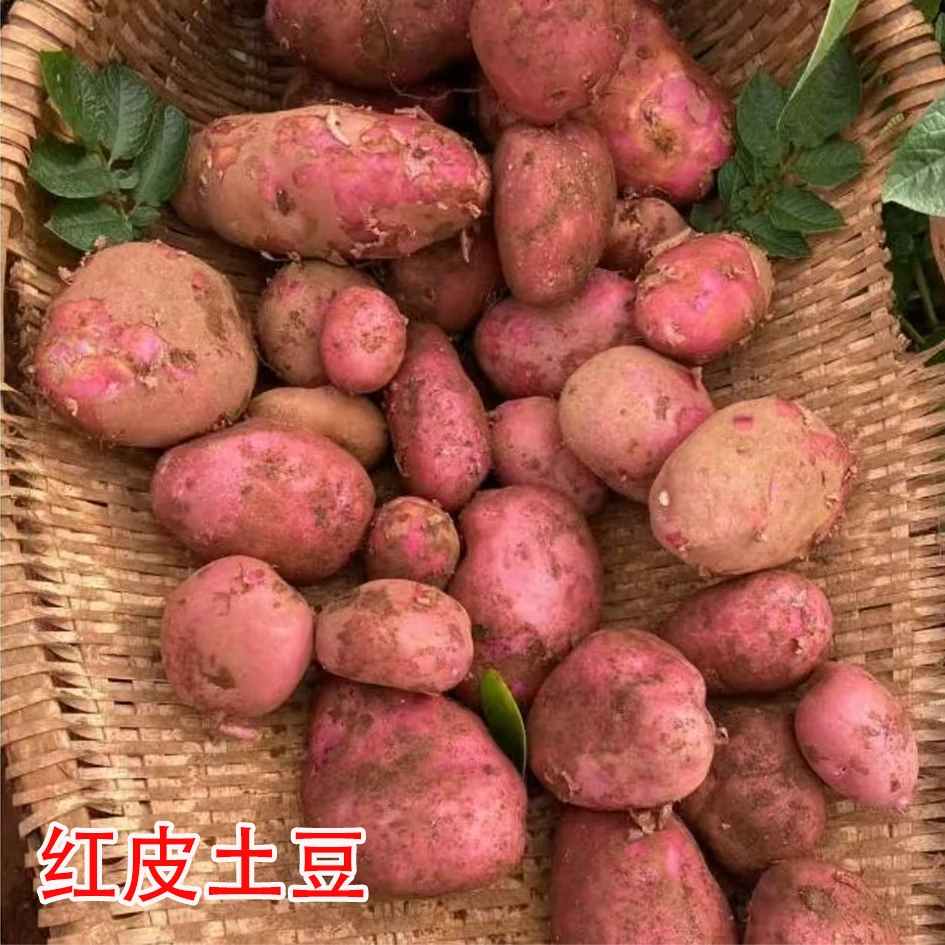 2025年云南红皮土豆新鲜现挖鸭蛋-鹅蛋大小9斤