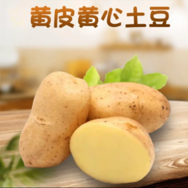 凉山土豆高山南方自种新鲜新鲜土豆现挖