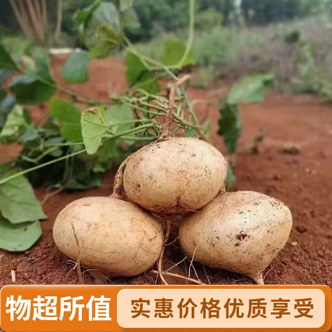 广西农家自种新鲜地萝卜凉薯沙葛地瓜清甜多汁