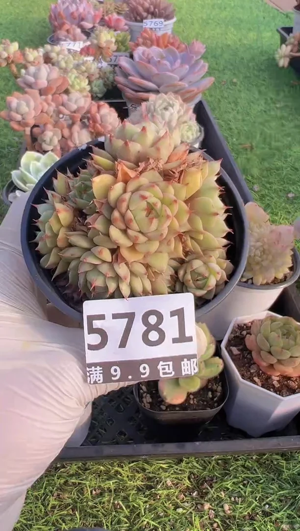 【闪购商品】信福多肉一物一拍