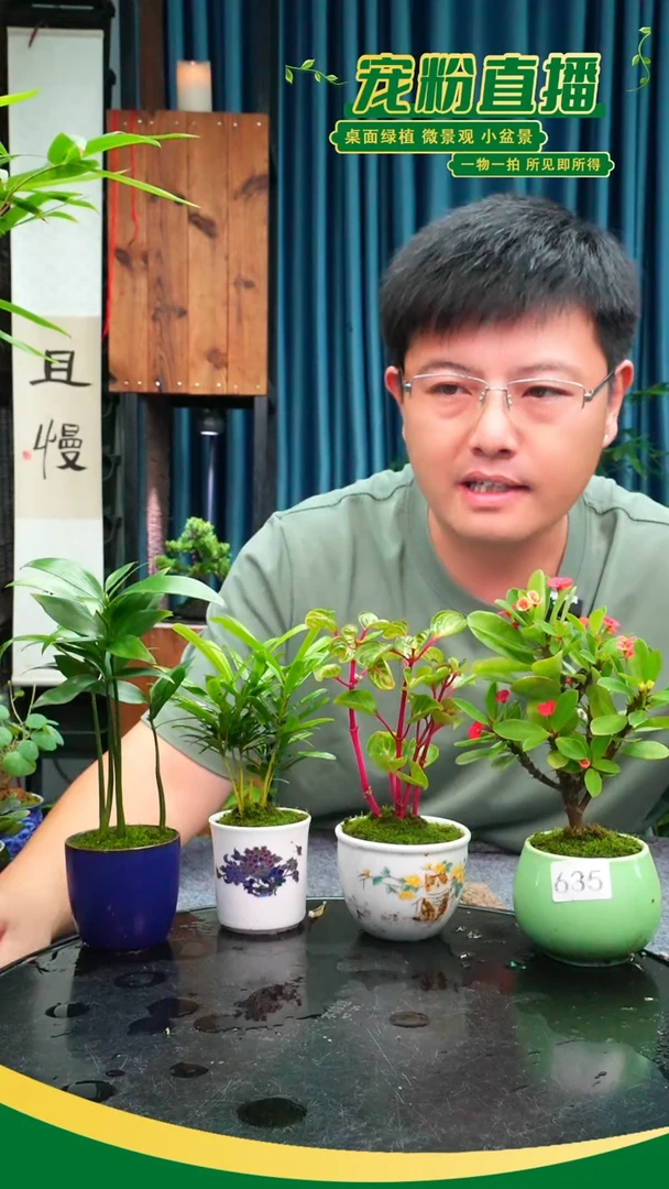 无花朵等*苔藓微景观635号