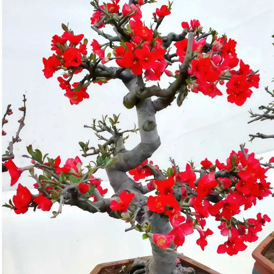 木瓜西府海棠花盆景老桩耐寒好养阳台庭院