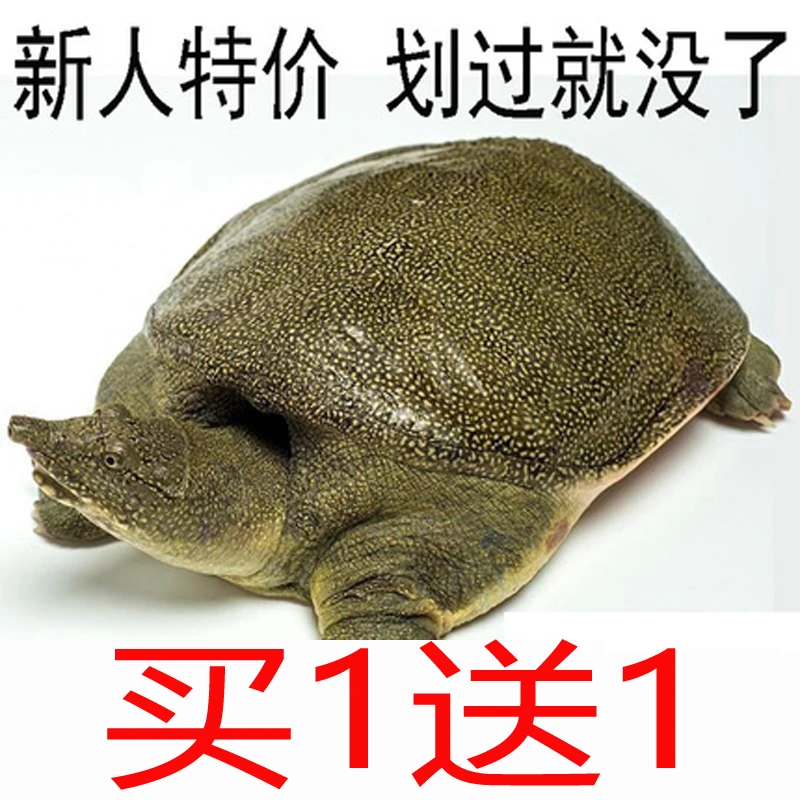 买1只送1只 外塘鲜活甲鱼外塘生猛中华鳖团鱼王八水鱼包活到家