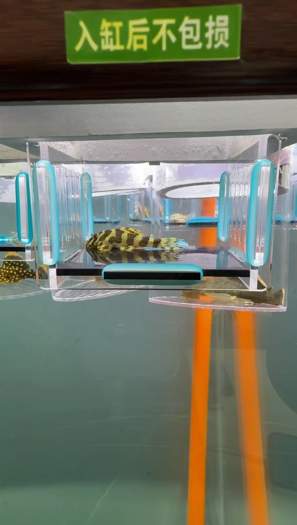 清道夫鱼146号134入缸不包损录制完整开箱视频5.5厘米