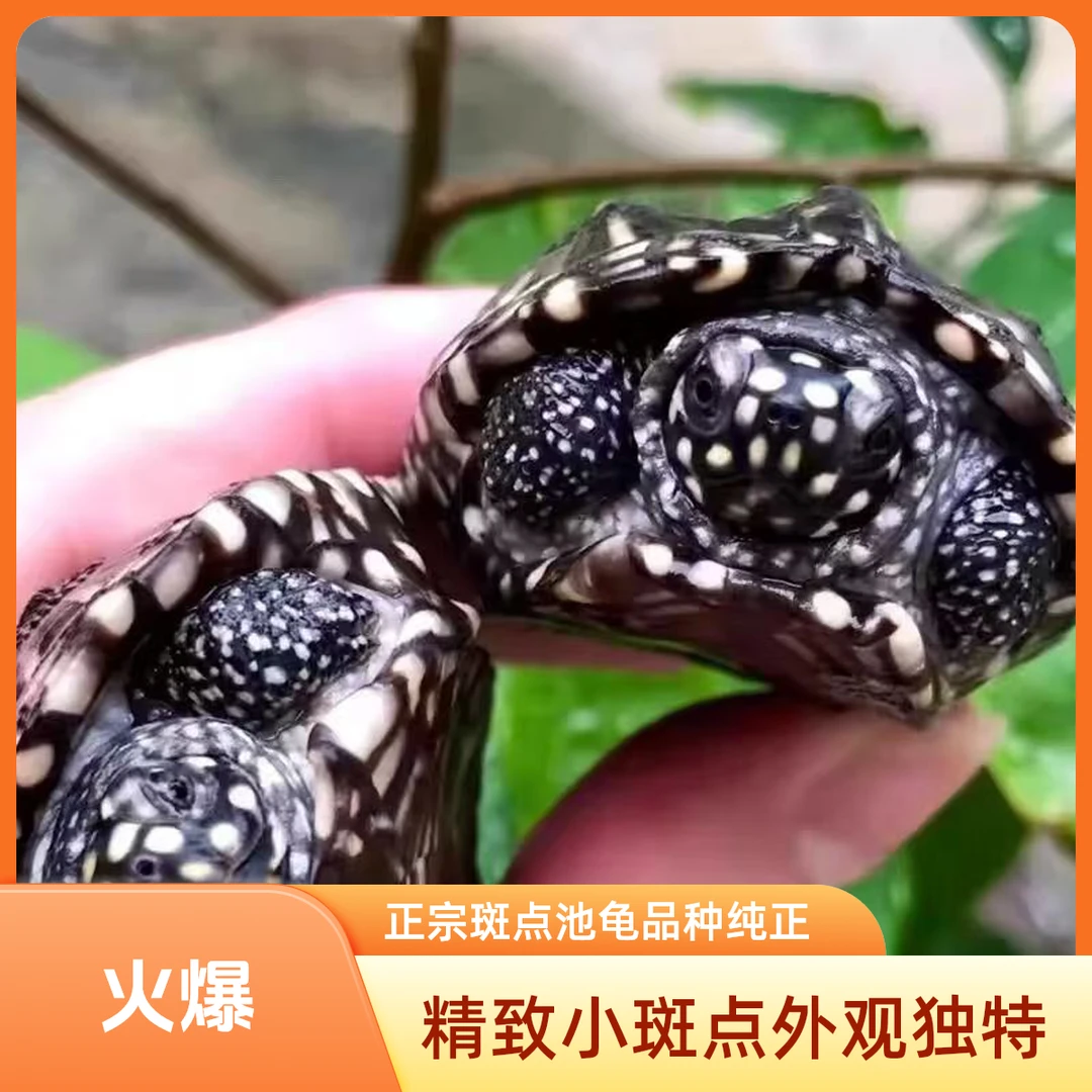 正宗斑点池龟热带斑点龟观赏宠物深水龟精致小斑点乌龟黄头侧颈龟