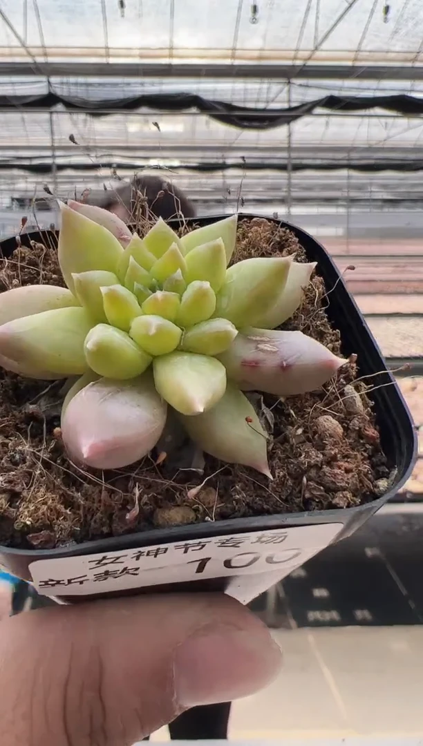 【闪购商品】新款多肉-100