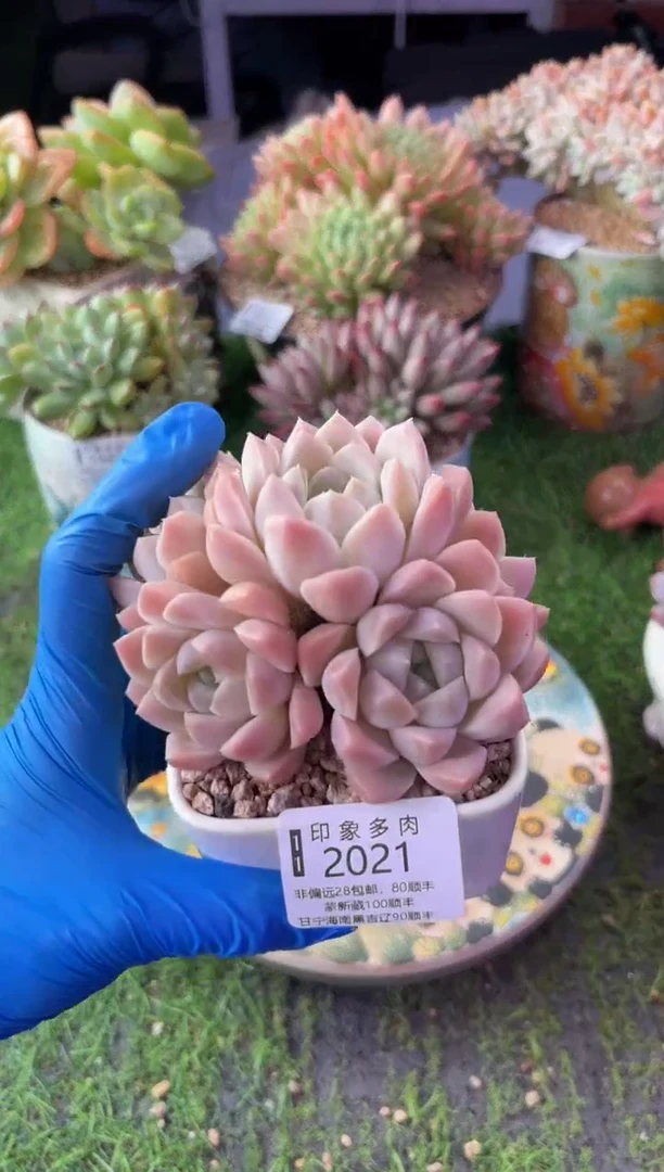 昆明印象多肉2021