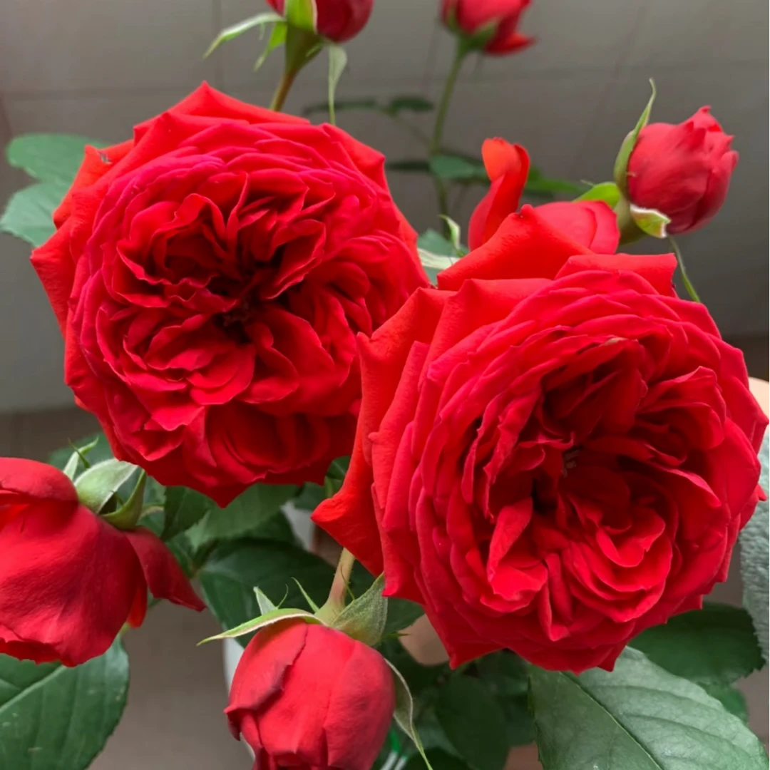 【1.5米高 红苹果】藤本月季蔷薇花爬藤庭院大花阳台花卉盆栽