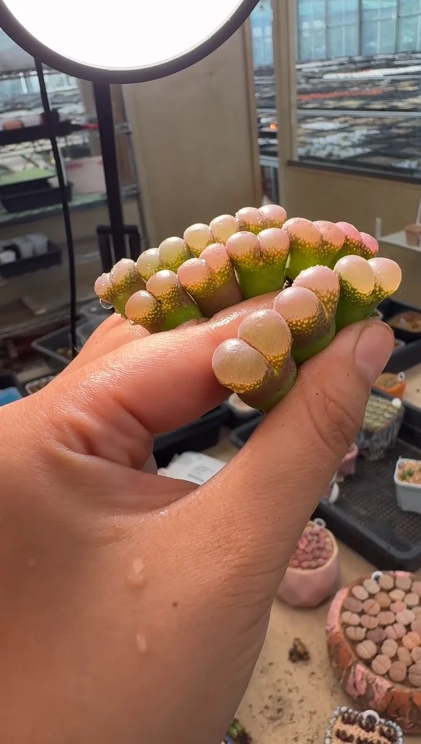 636多肉植物大观风玲一颗