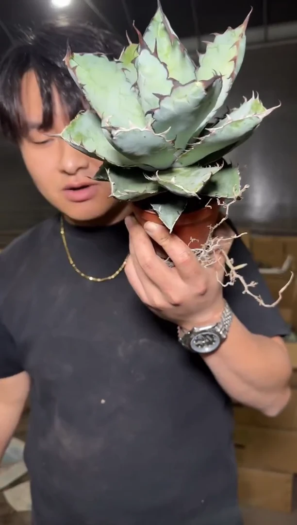 蓝鲸 龙舌兰【带根】