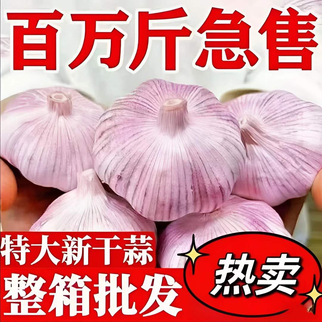 中牟早熟紫皮蒜2025新干蒜可吃可种一件也是批发价