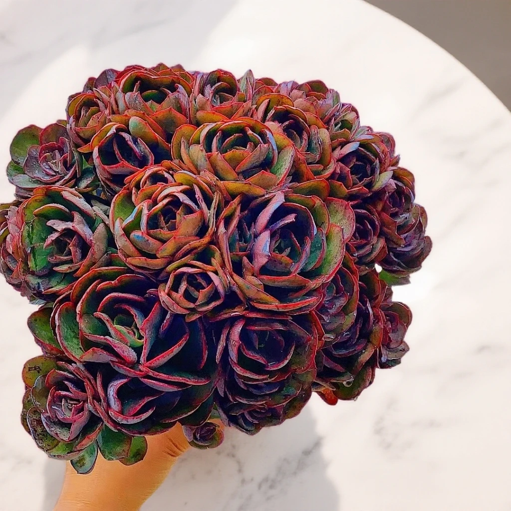 小叶秀妍 多肉  脱土【满15包邮】以直播实物为准 红色 耐寒