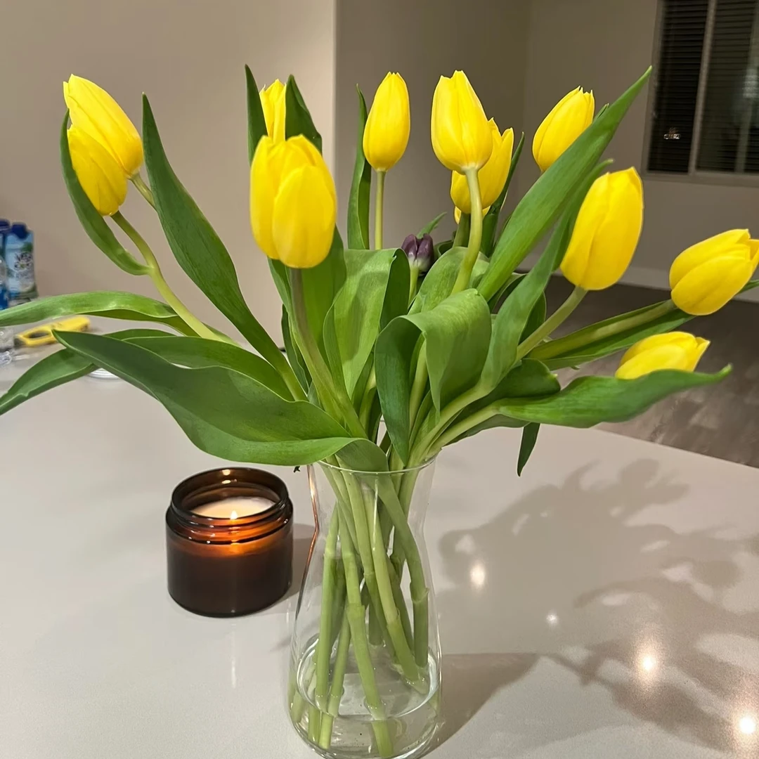 【小清新风】麦田黄郁金香10枝