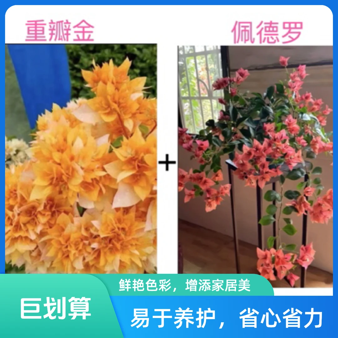 （重瓣金+佩德罗）稀缺品种组合到手2棵三角梅基地直邮不带花不带盆