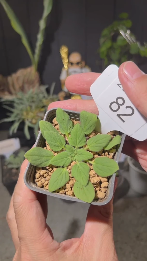 【闪购商品】莫尼利福尔梅洋葵2.8.82