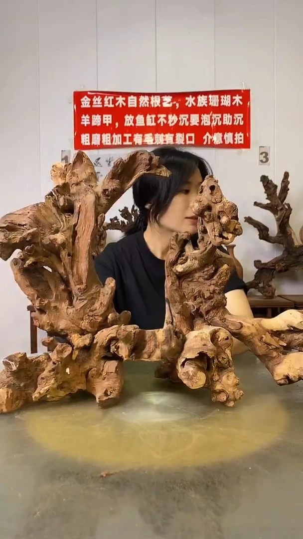 香榧木落***愁金丝红木   羊蹄甲2