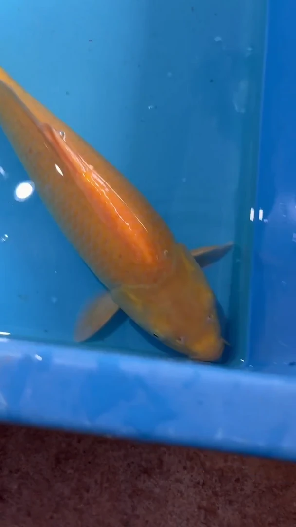 锦鲤锦鲤36cm-45cm不包邮到付 包损