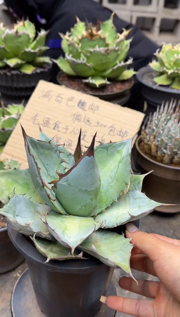 【闪购商品】白冰仁王冠龙舌兰