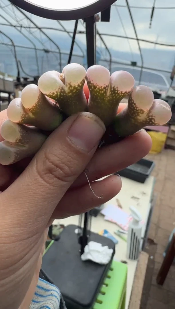 36多肉植物肉锥紫露一颗