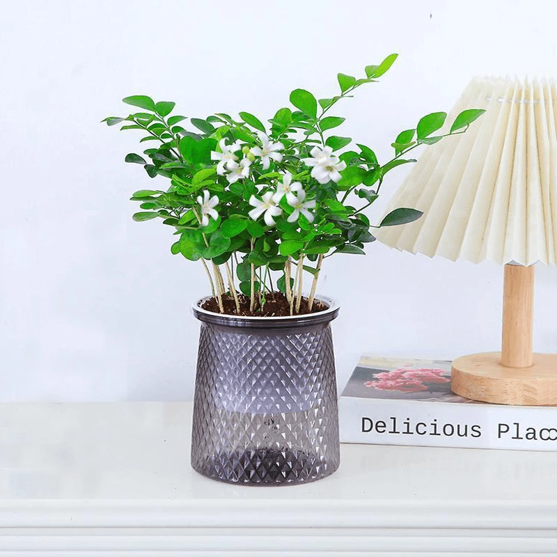 九里香盆栽水培植物浓香开花室内阳台好养绿植盆栽