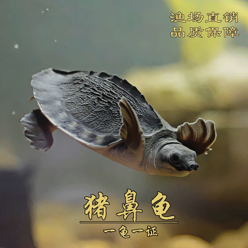 网红两爪猪鼻龟水龟苗人工养殖带证龙鱼伴侣宠物龟