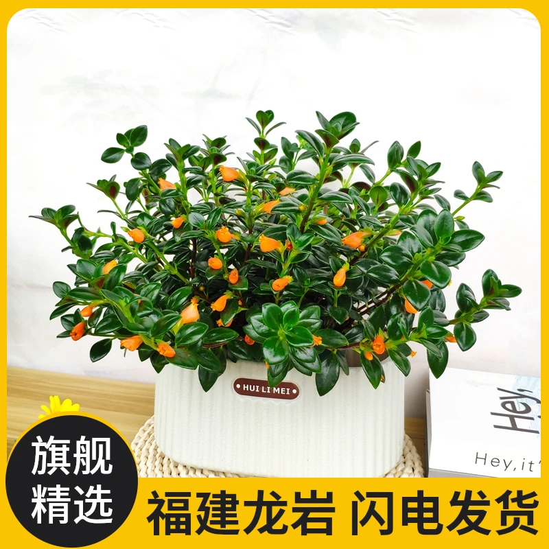 金鱼吊兰好养盆栽室内花卉多肉植物办公室吸甲醛花期超长金黄色花