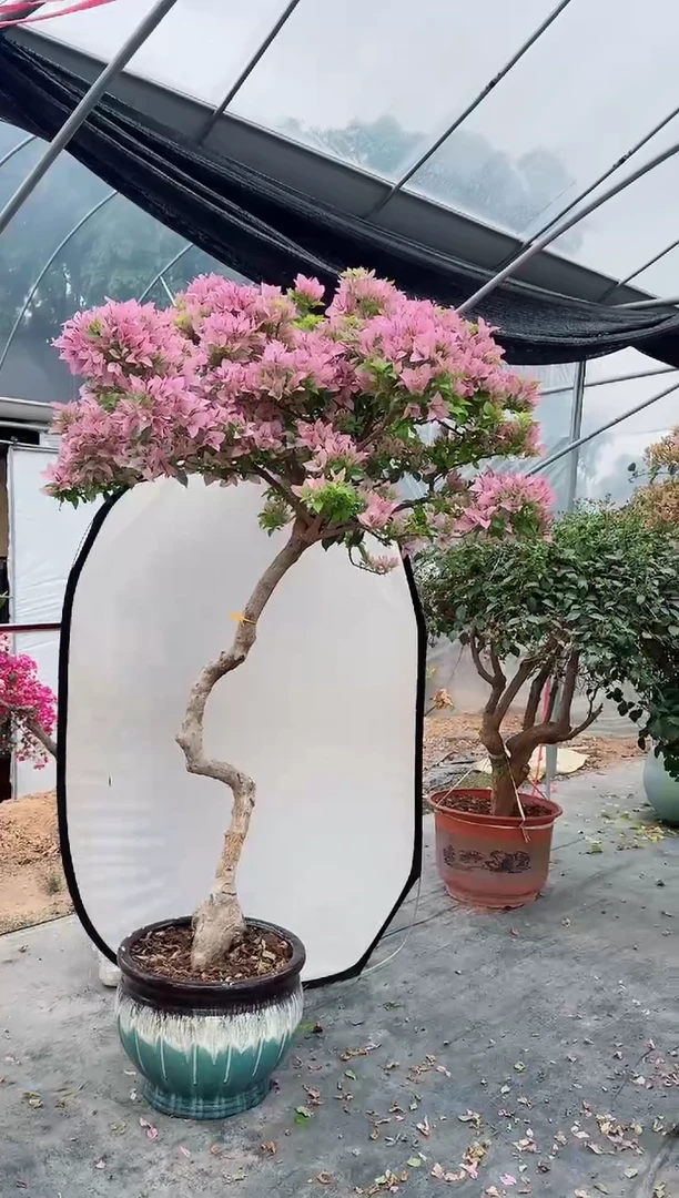 【闪购商品】盆景金夫人