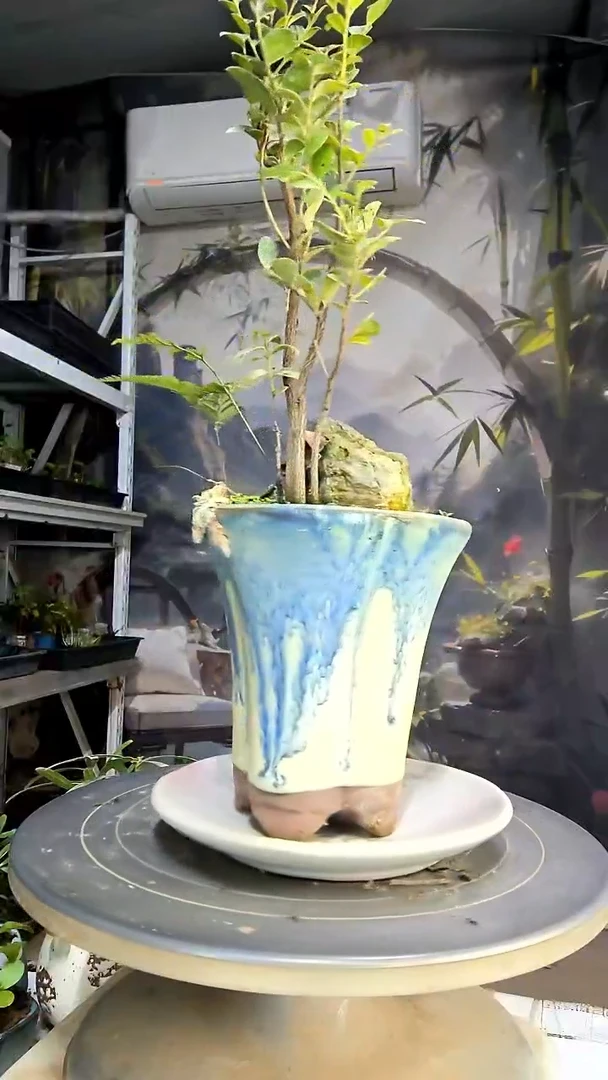 雕***力中青园艺一物一拍204