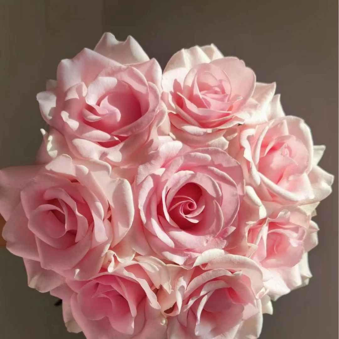 粉佳人单头玫瑰（任意两单升级快递 0度以下拍保温）