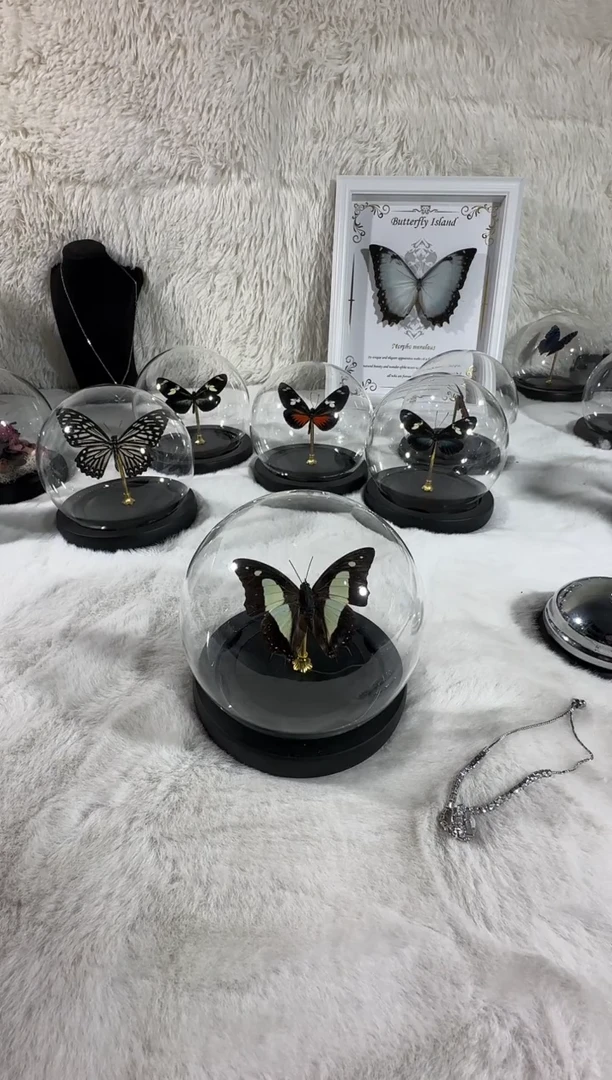 窄版尾蛱蝶真实蝴蝶标本