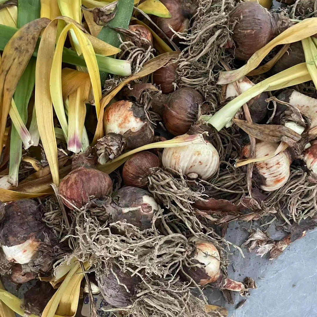 福利-朱顶红残次球{不售后}开裂刀伤自然球 不包养护