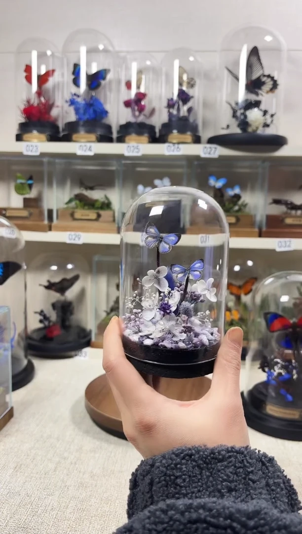 大自然的真实蝴蝶标本