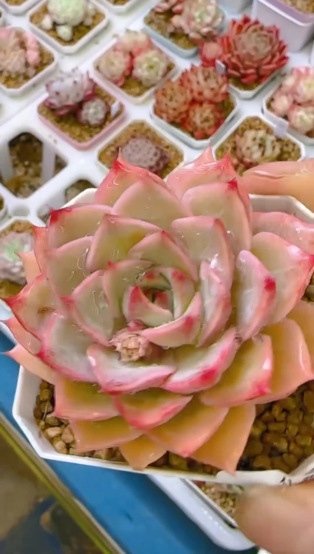 【闪购商品】凭—954—仙农（范）