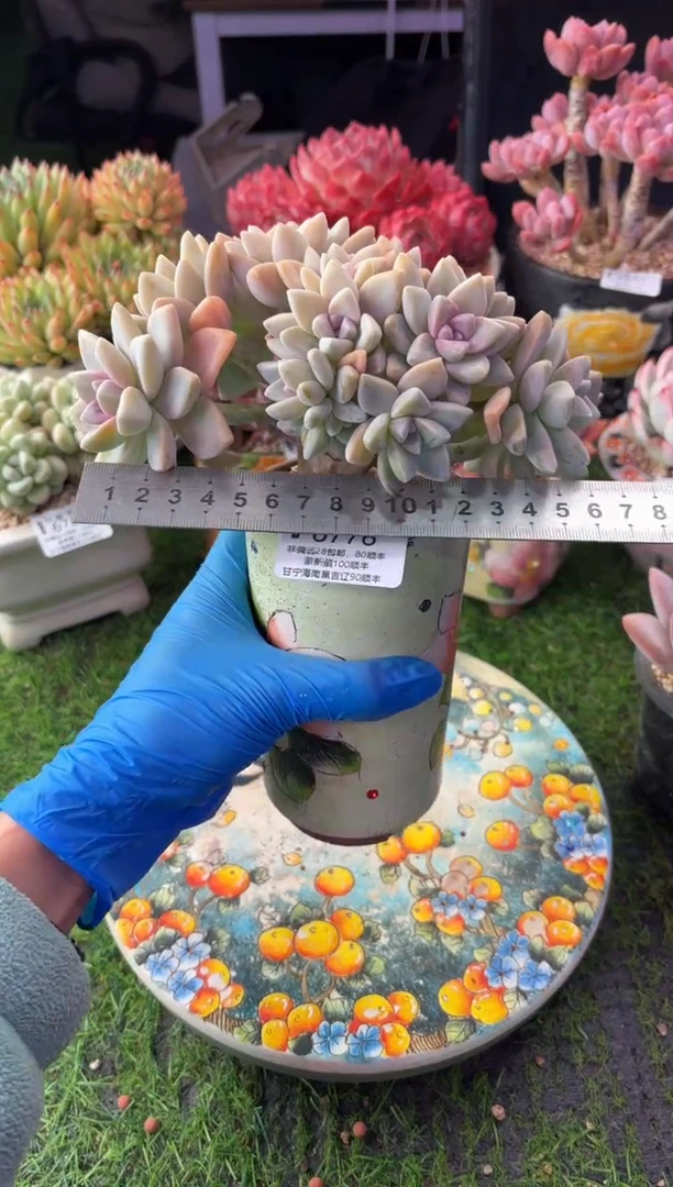 昆明印象多肉6776