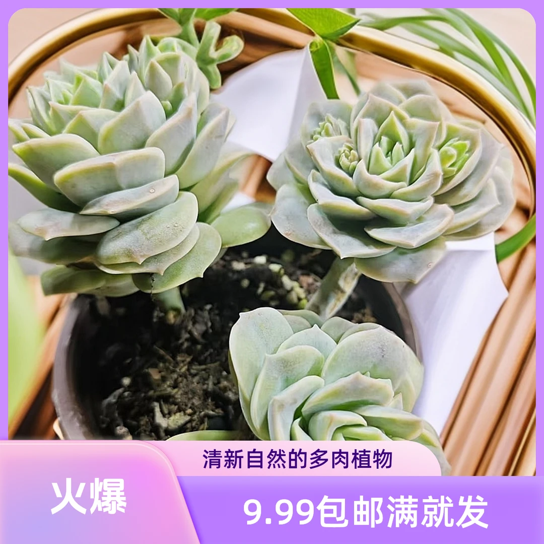 老桩可爱玫瑰稀有名贵多肉植物（脱土发货）阳台露台老桩多肉植物