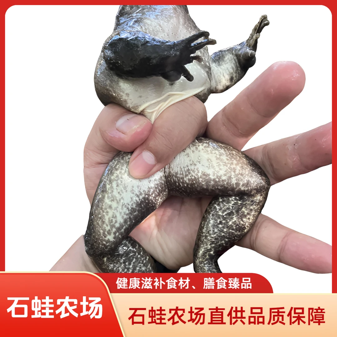 【餐饮直供】新店福利山泉养石蚌石洞石磷适合老人小孩康复人群滋补