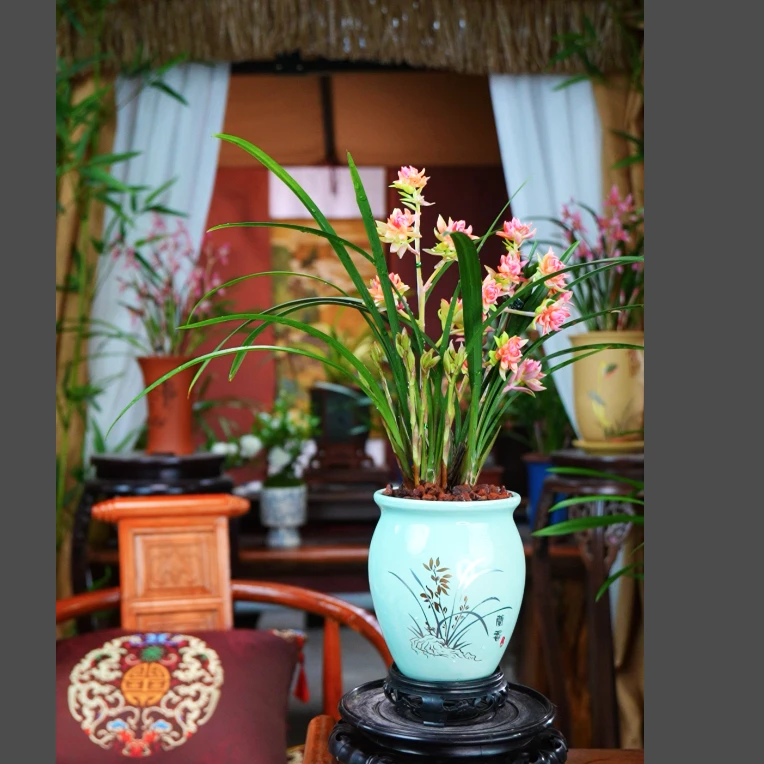 建兰 带花苞 [红禅牡丹] 浓香型 室内好养兰花 一整套带盆种好