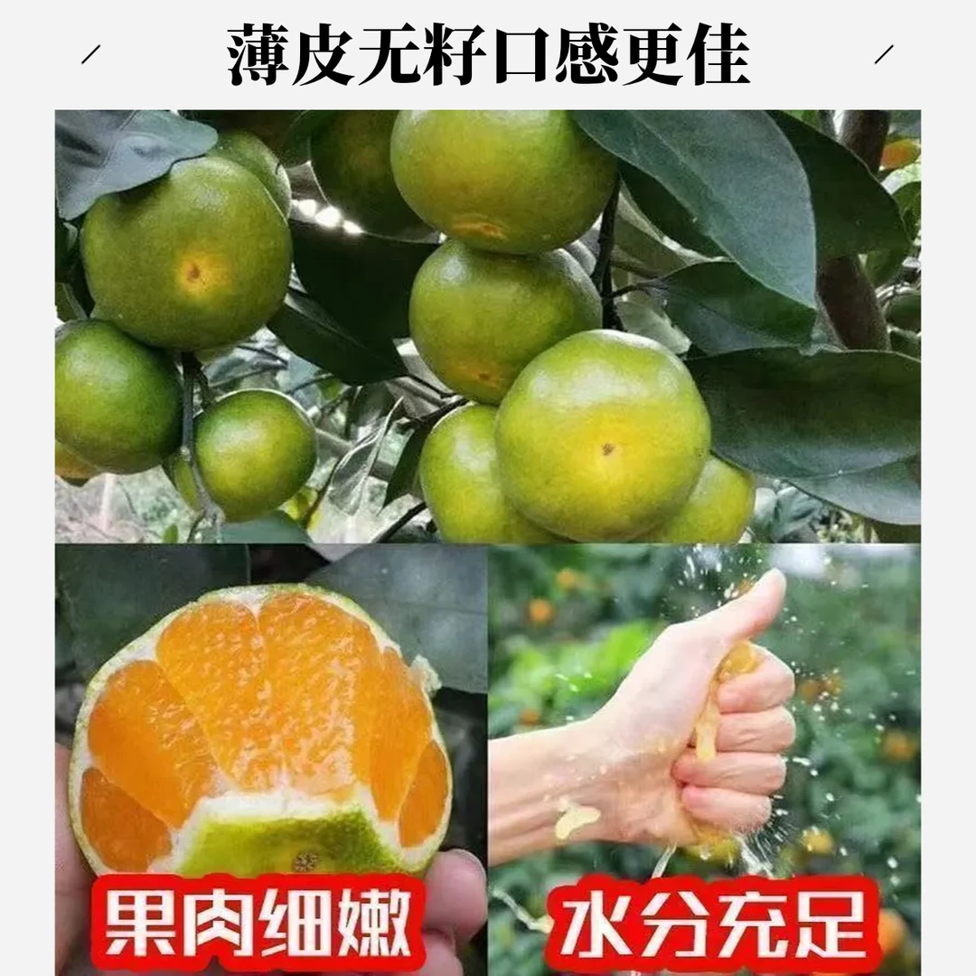 【小蜜桔】薄皮小香桔新鲜桔子青皮小蜜橘孕妇蜜桔薄皮无籽整箱