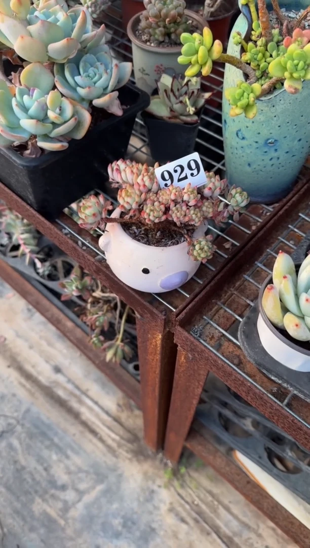 【闪购商品】929蓝苹果