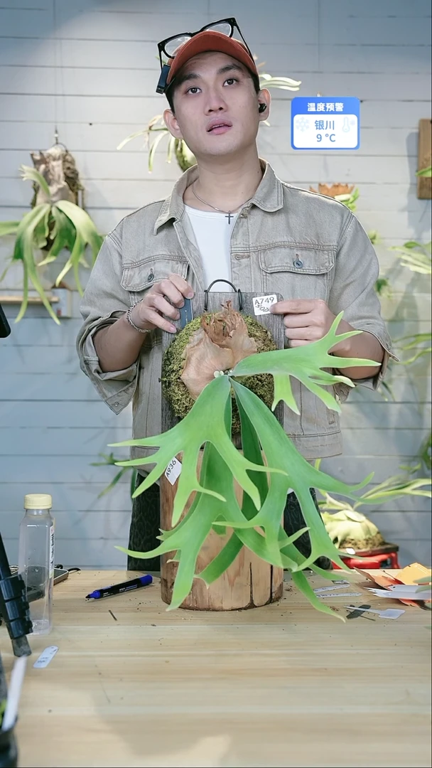 完全开放银华交爪哇 a732