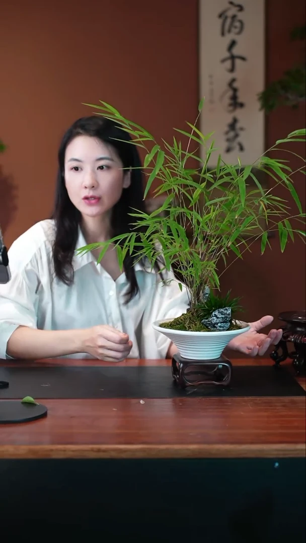 无花朵内门竹盆景盆景盆景