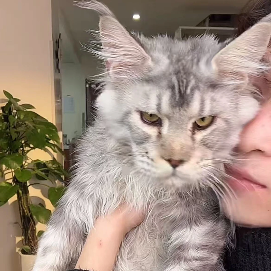 来了姊妹-银虎斑缅因猫-弟弟-t50