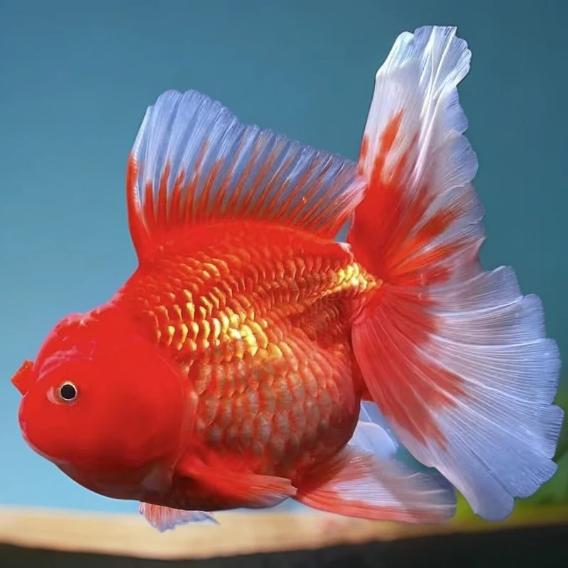 观赏金鱼泰狮百褶 元宝波妞 拍开箱视频 无视频不予售后