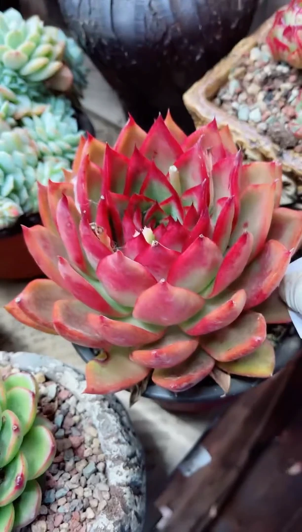 【闪购商品】07016