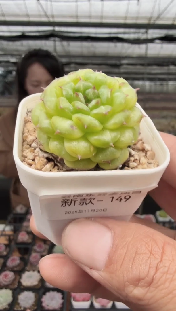 东云多肉园新款-149